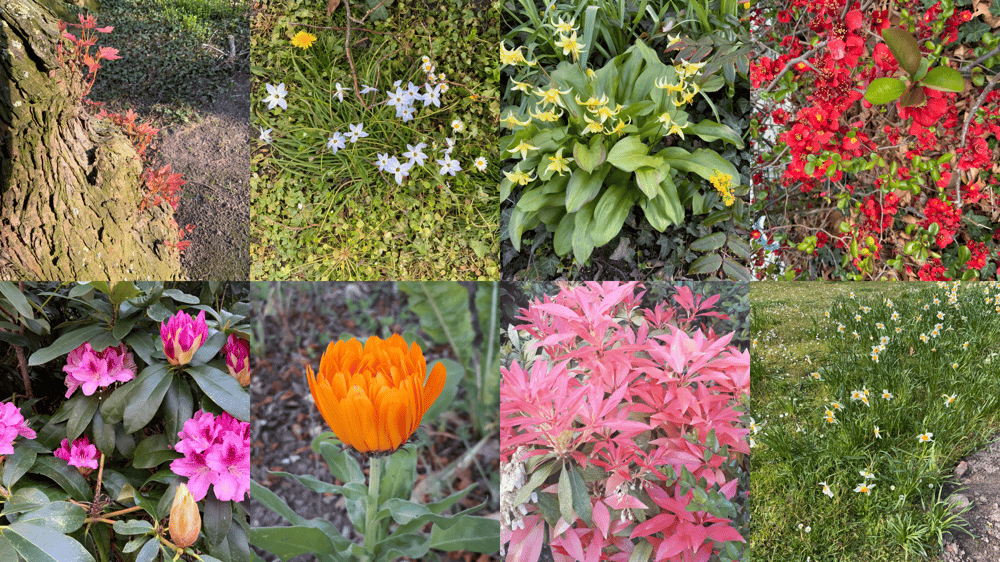 SPRING GARDEN - image 2 - student project