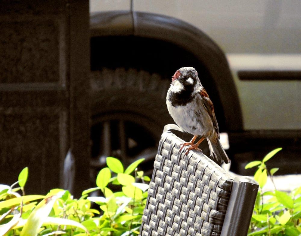 Sample Project: The Bird on a Chair - image 2 - student project