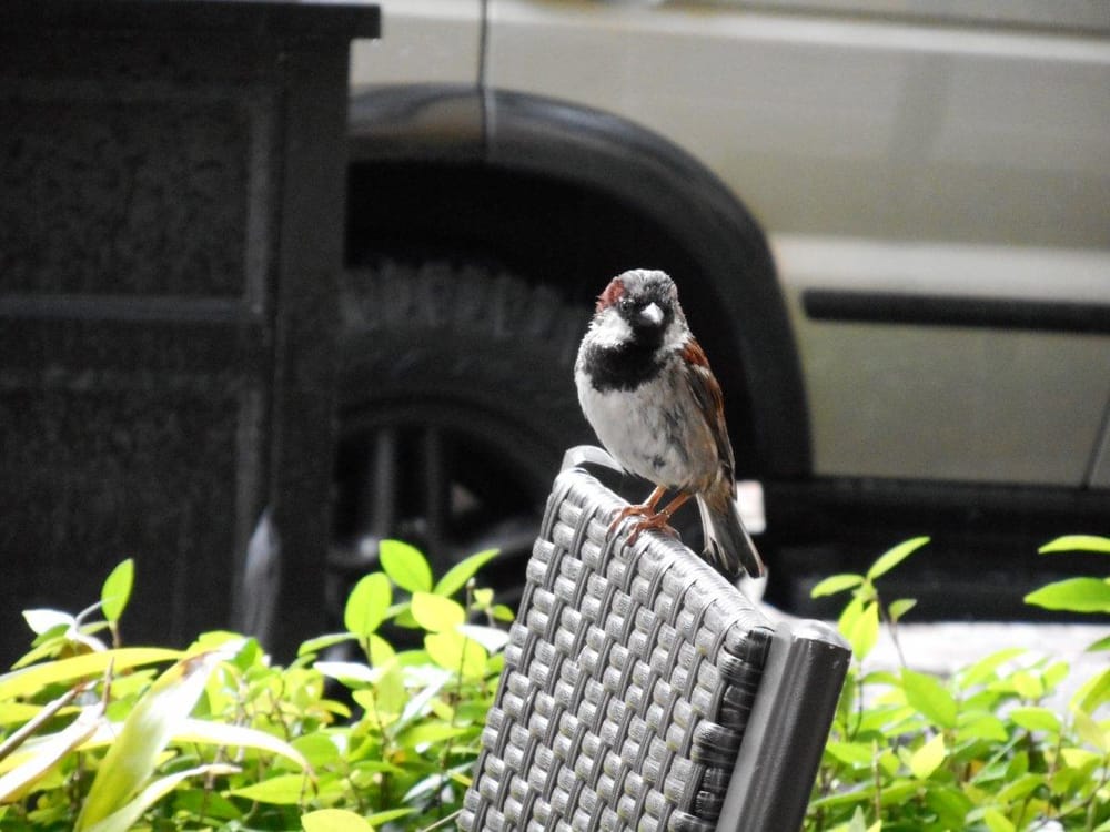 Sample Project: The Bird on a Chair - image 1 - student project