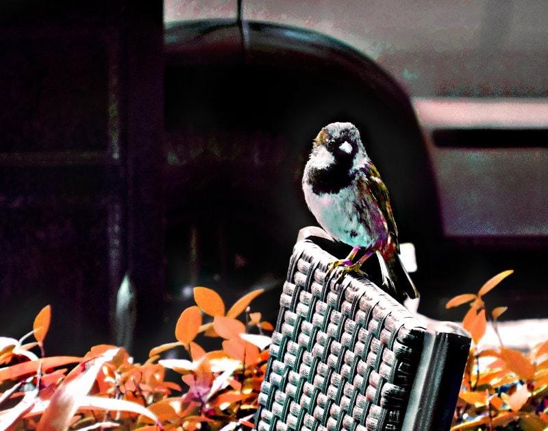 Sample Project: The Bird on a Chair - image 4 - student project