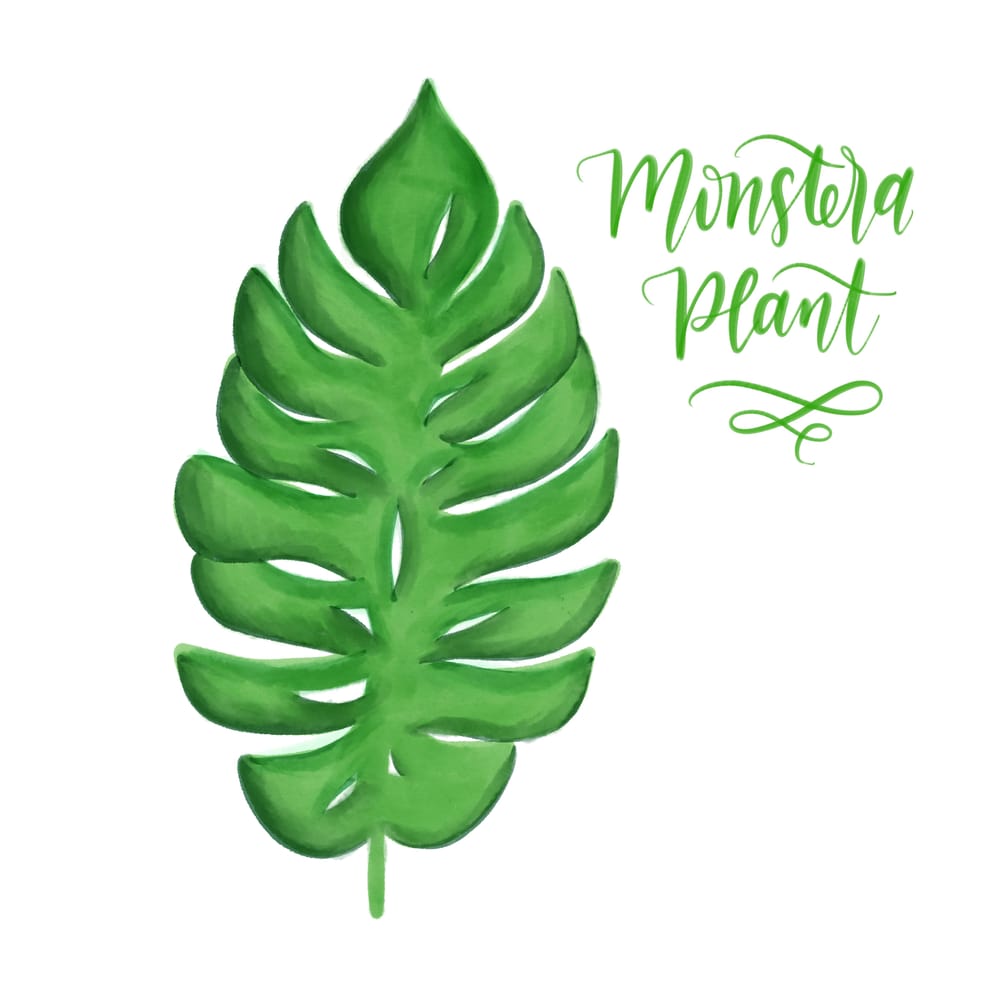 Digital Monstera Plant - image 1 - student project
