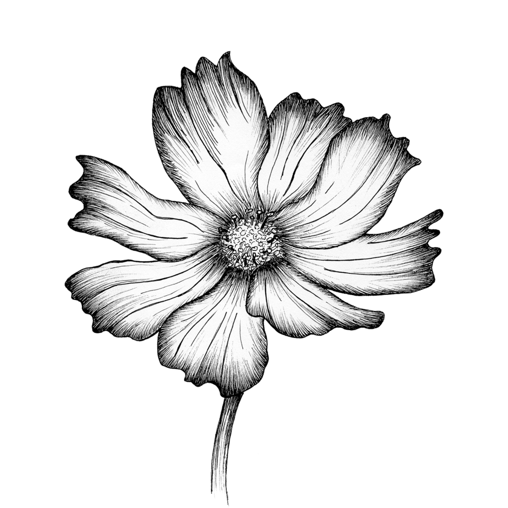 My Cosmos Flowers and Bees Perfectly Digitized! - image 1 - student project