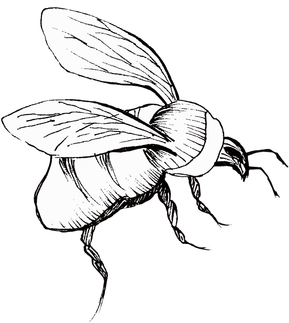 My Cosmos Flowers and Bees Perfectly Digitized! - image 2 - student project