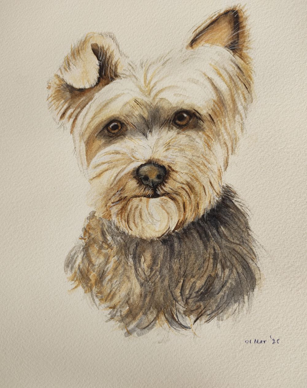 Watercolour Yorkie - a class with Mary Evelyn Tucker - image 1 - student project
