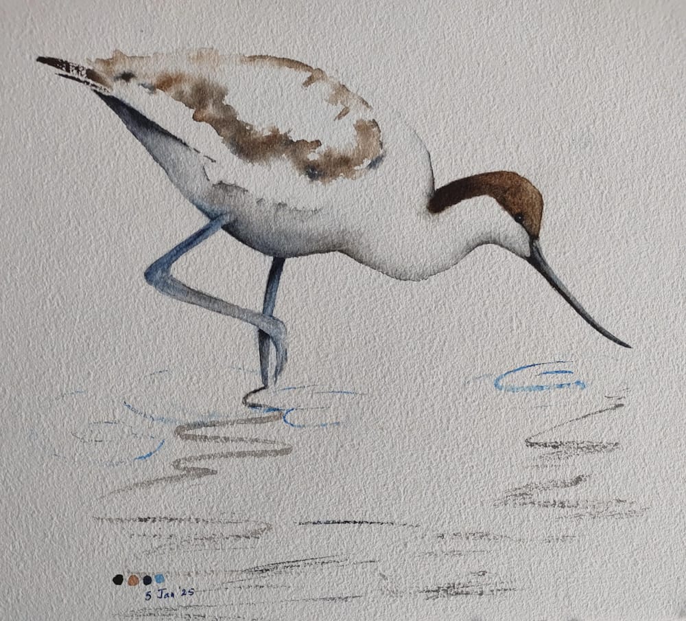 Avocet Watercolour - A class with Nadine Dudek - image 1 - student project
