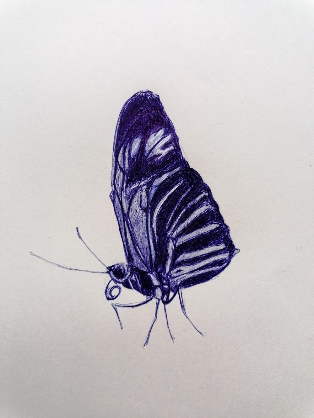 Ballpoint Drawing butterfly - image 1 - student project