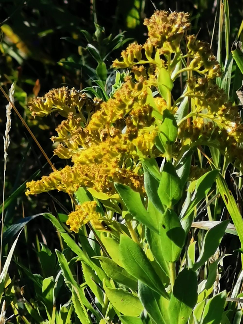 Beautiful Morning Walk Skillshare Student Project