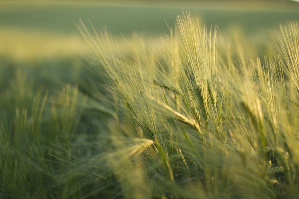 Nature's finest grain - image 1 - student project