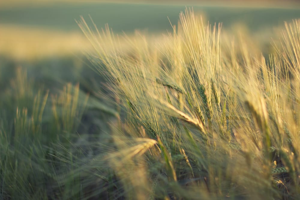 Nature's finest grain - image 2 - student project