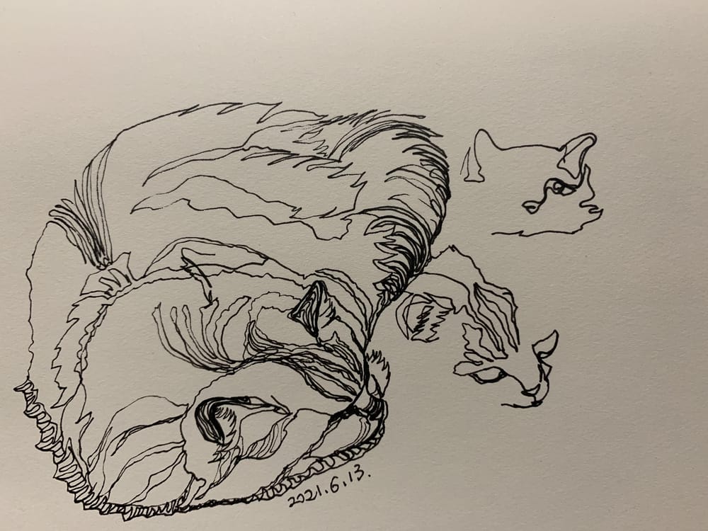 My first contour drawing - image 2 - student project