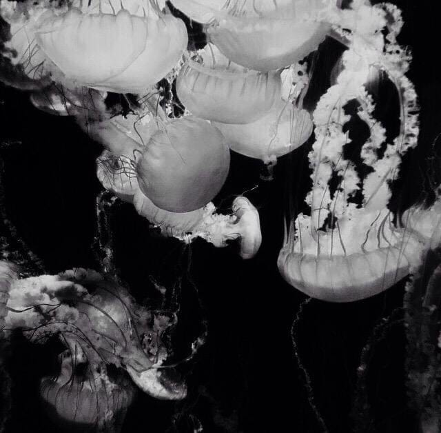 Moon Jellies - image 1 - student project
