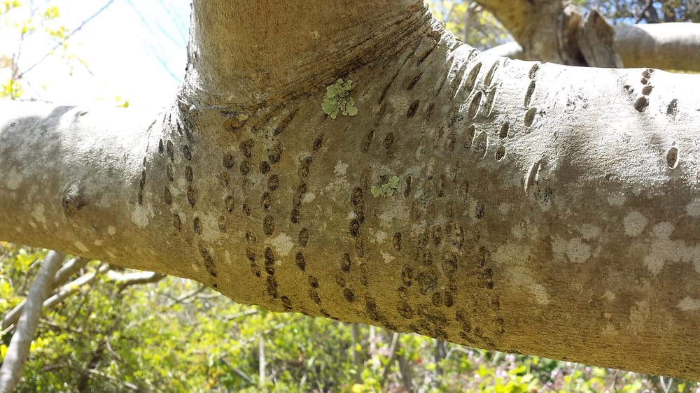Plants of Southern Africa - image 1 - student project