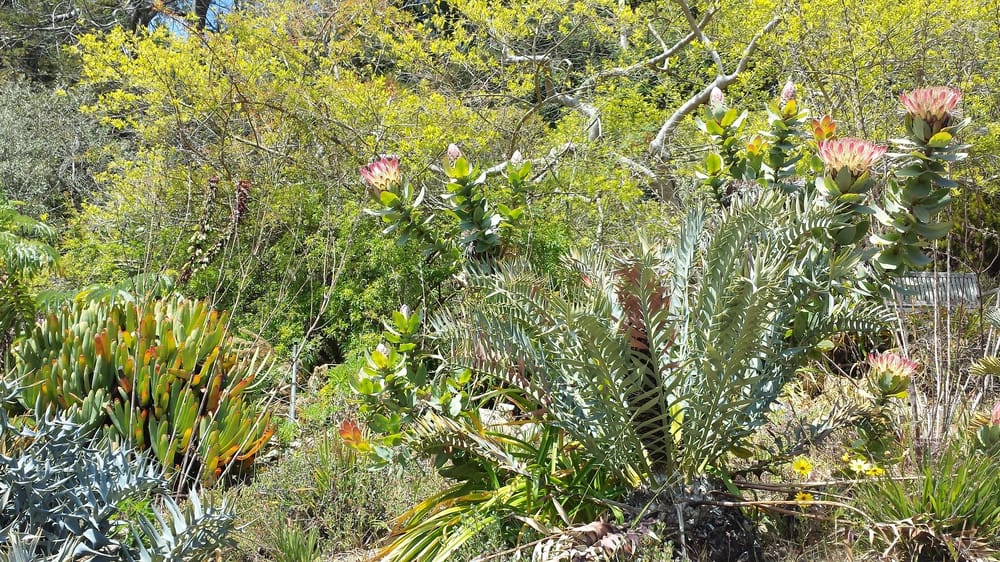 Plants of Southern Africa - image 2 - student project