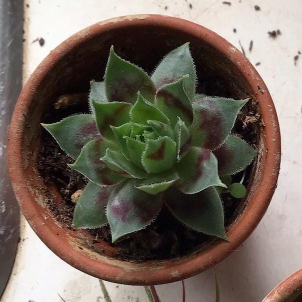 Mandala from plant inspiration - image 2 - student project
