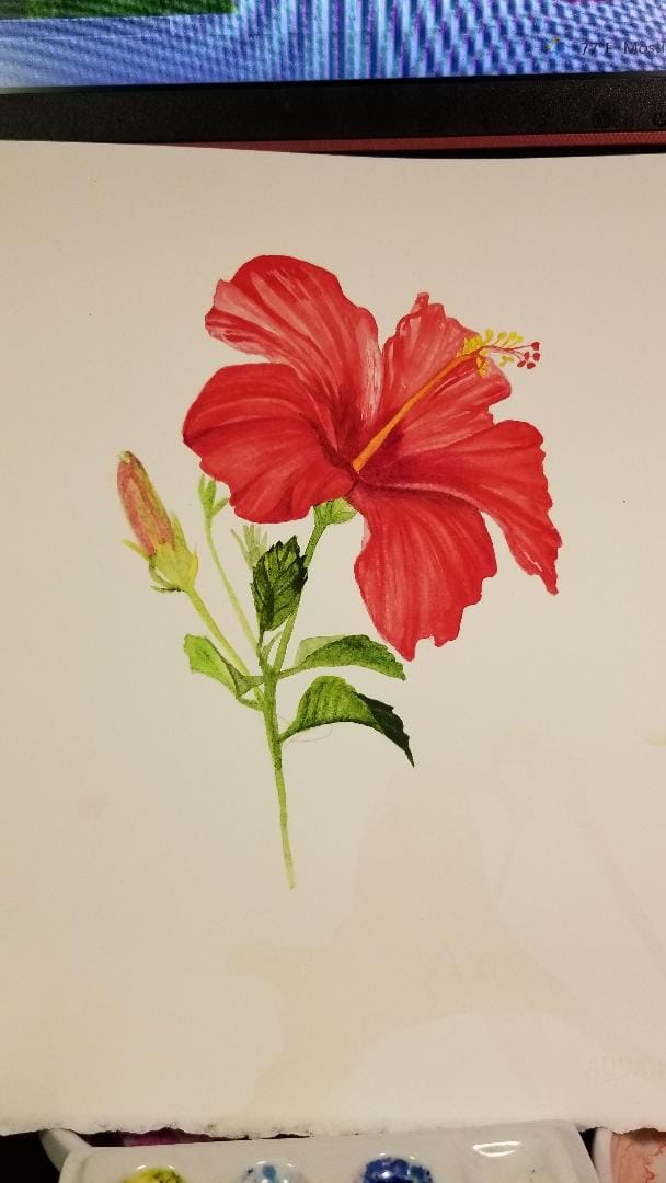 hibiscus - image 1 - student project