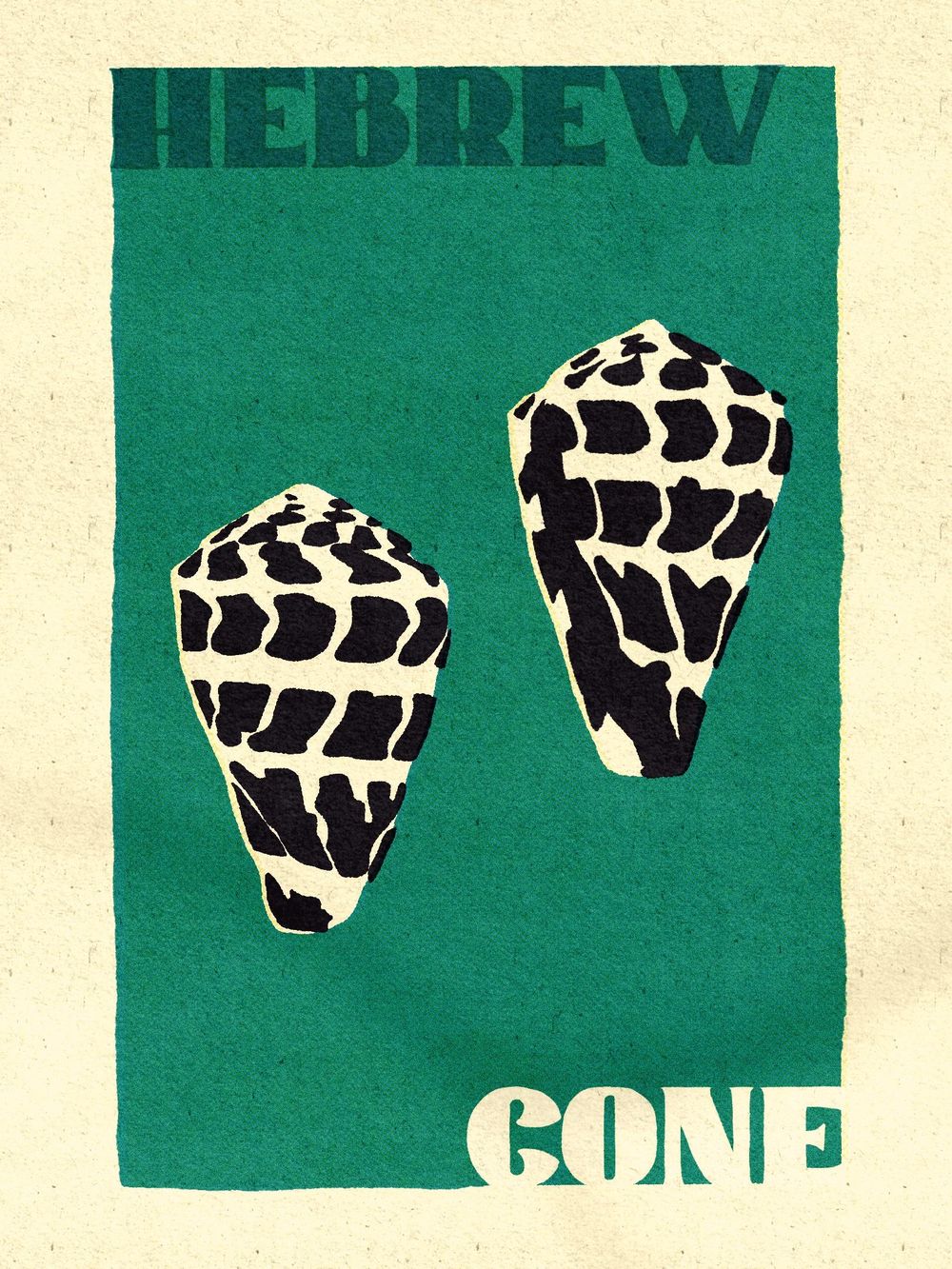 Seashells - image 1 - student project