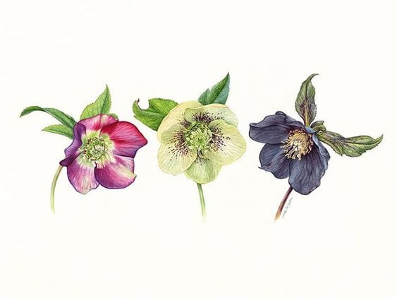 Trio of Hellebores - image 2 - student project