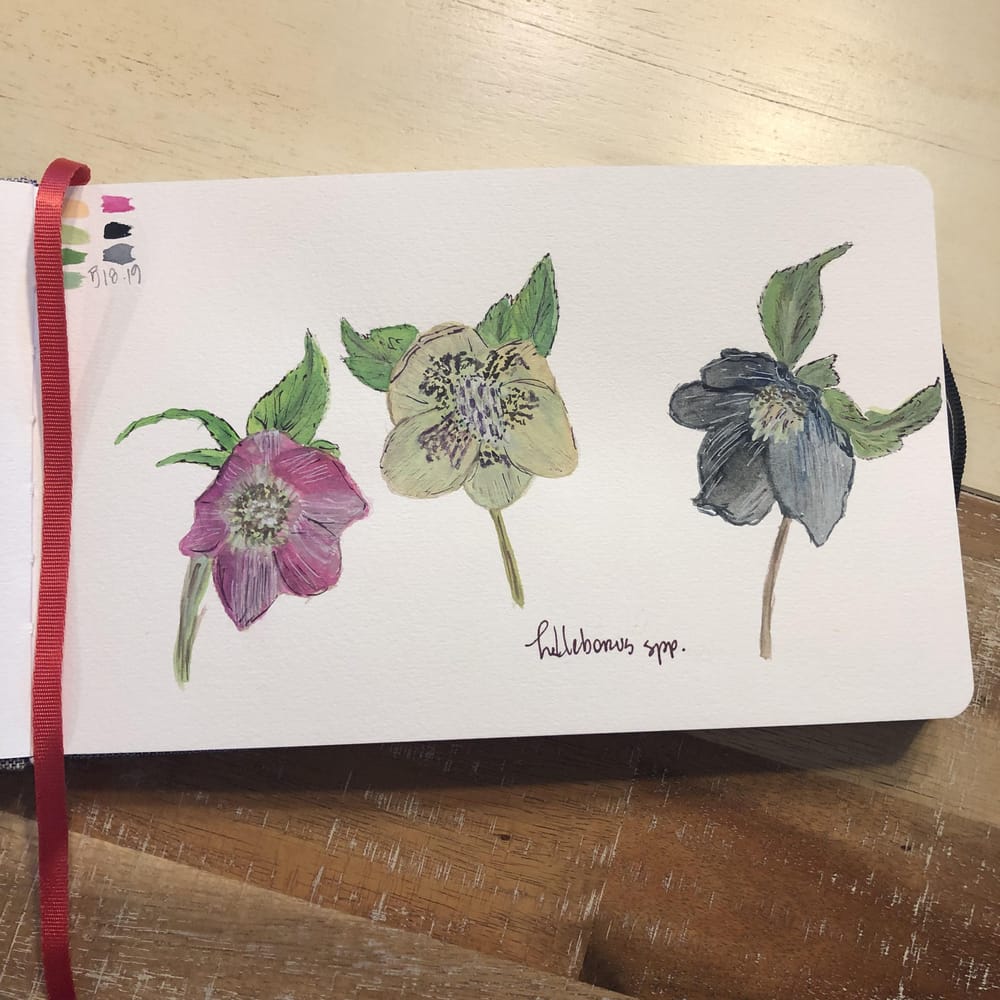 Trio of Hellebores - image 1 - student project