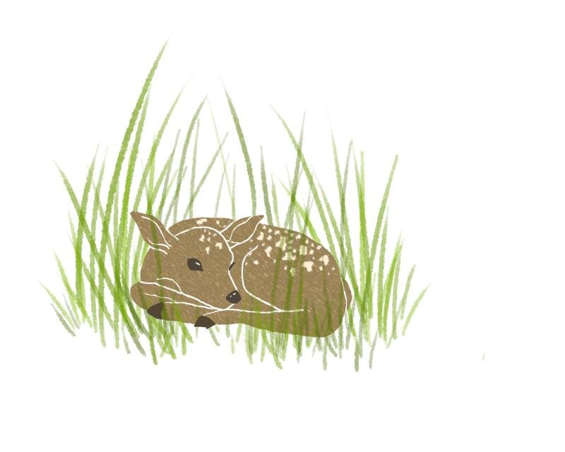 Resting Fawn - image 2 - student project