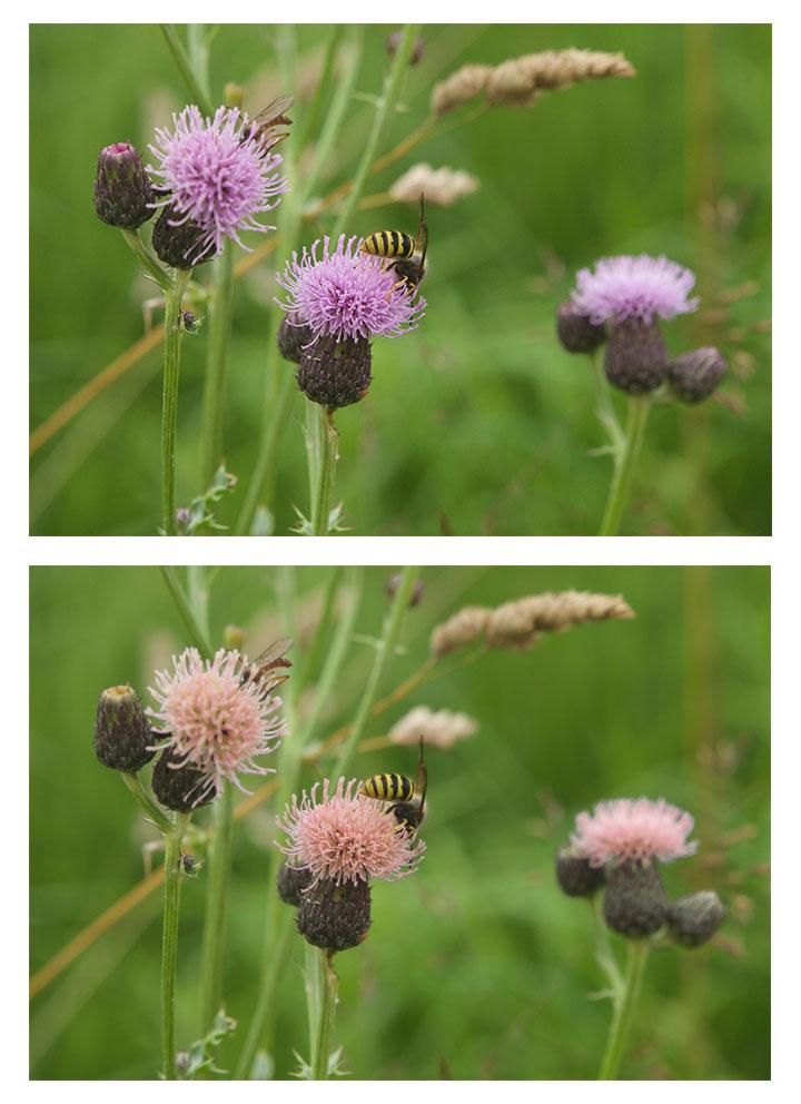 Photoshop: Colour-change tools - image 2 - student project