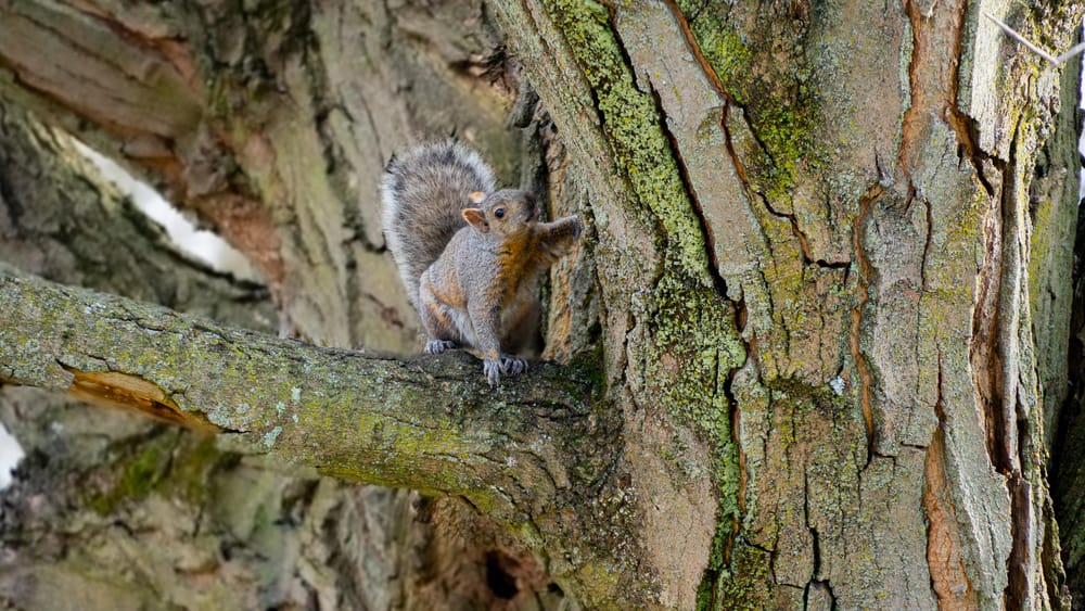 Squirrel - image 1 - student project