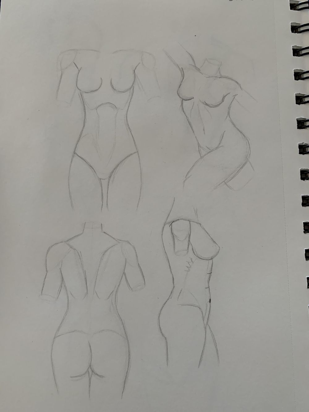 Torso Anatomy Project - image 4 - student project