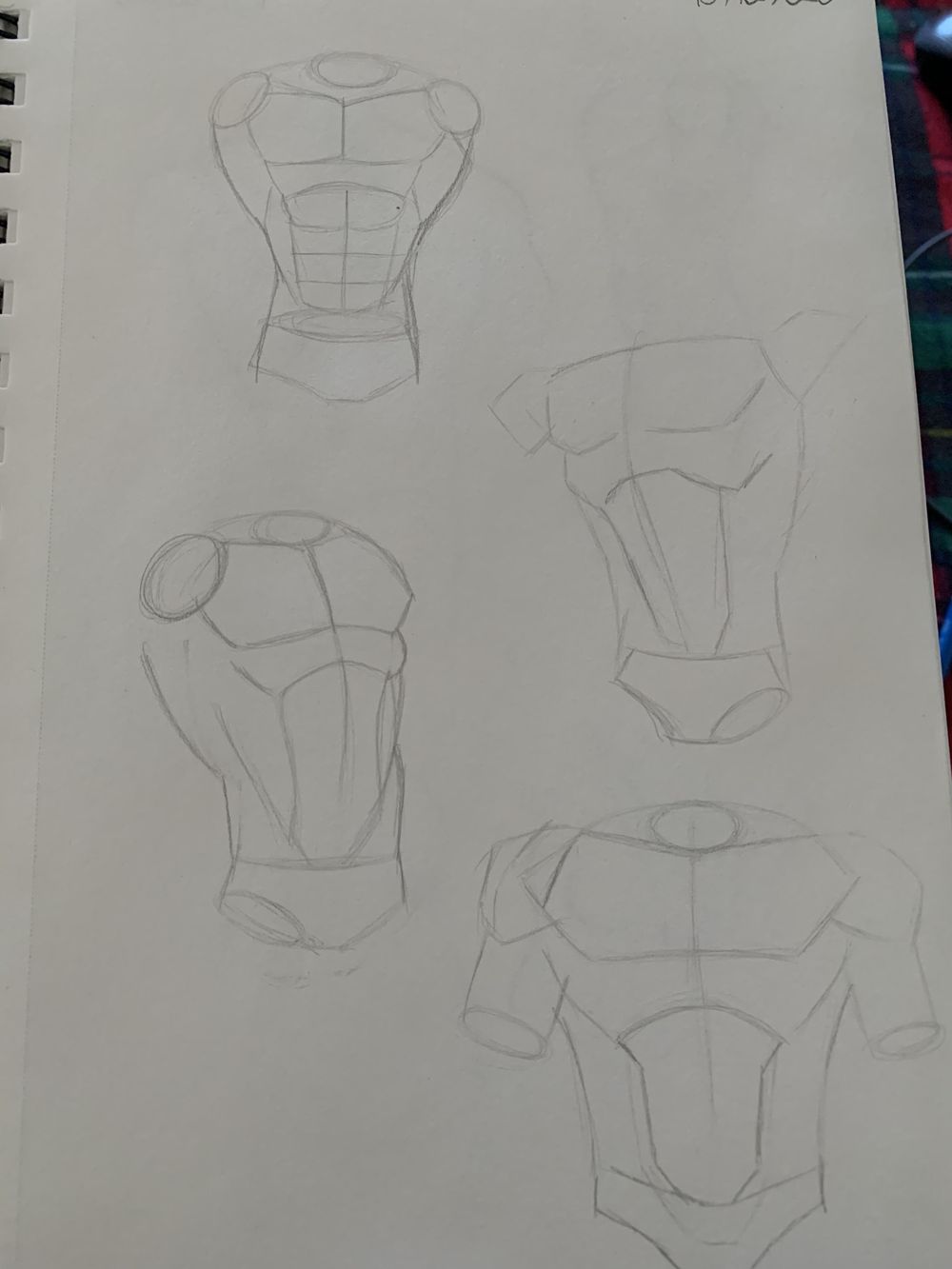 Torso Anatomy Project - image 1 - student project
