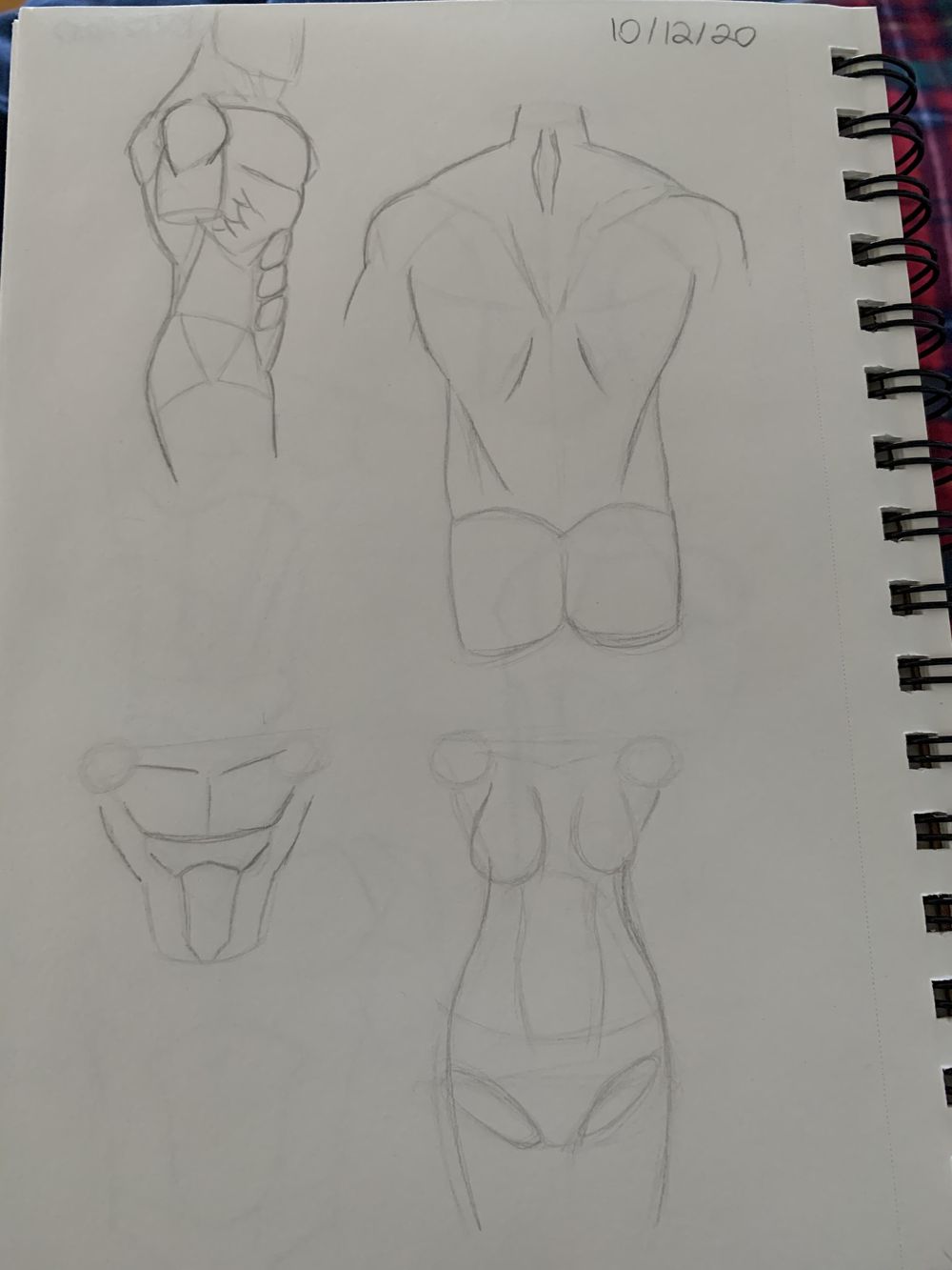 Torso Anatomy Project - image 2 - student project