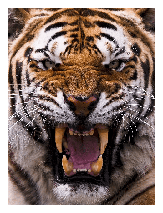 Tiger's Logo - image 1 - student project