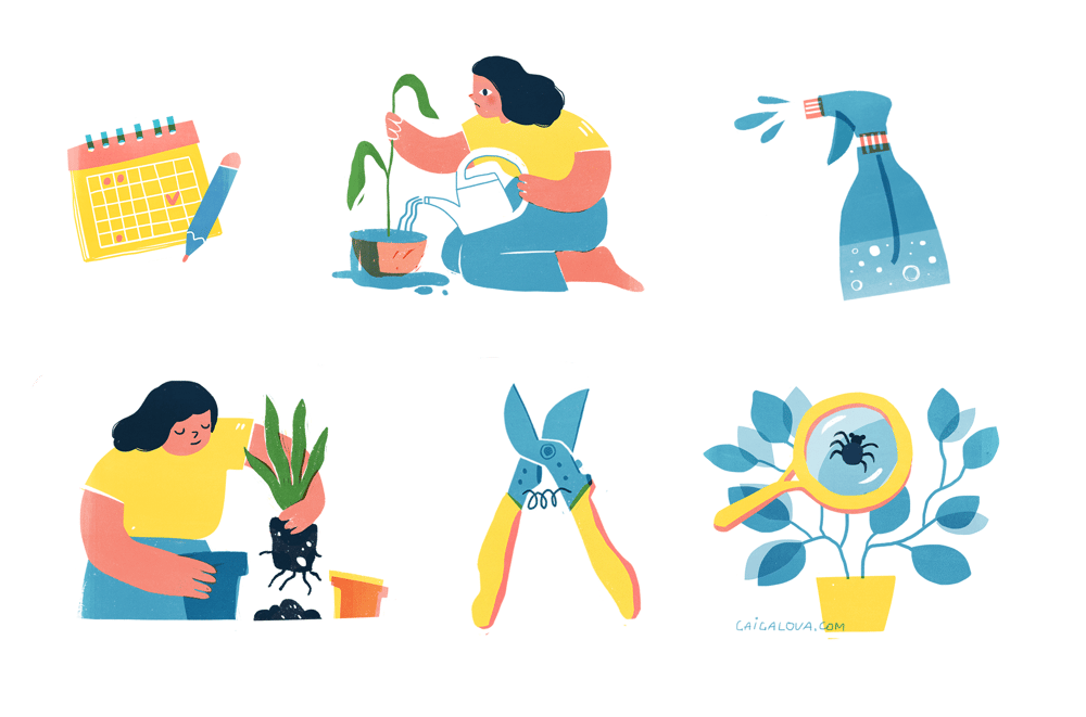 Plant care tips - image 4 - student project