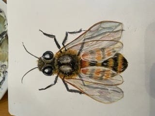 Watercolor bee