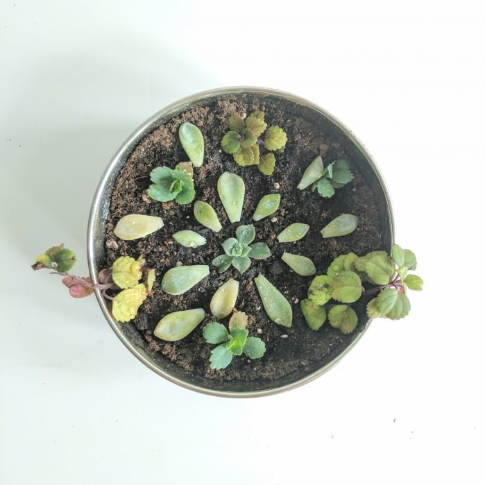 My succulents! - student project