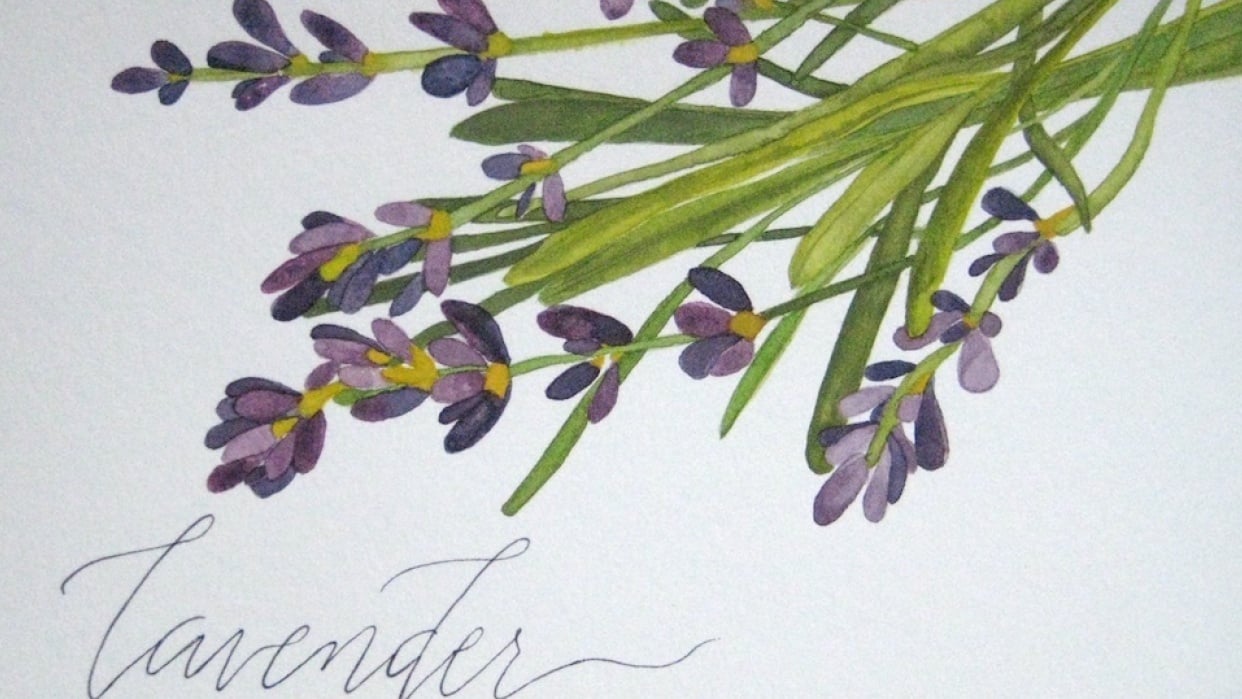 Lavender - student project