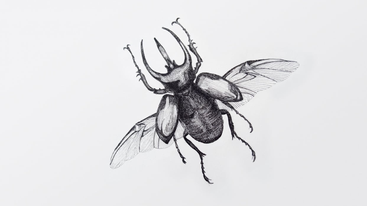 Chalcosoma atlas - student project