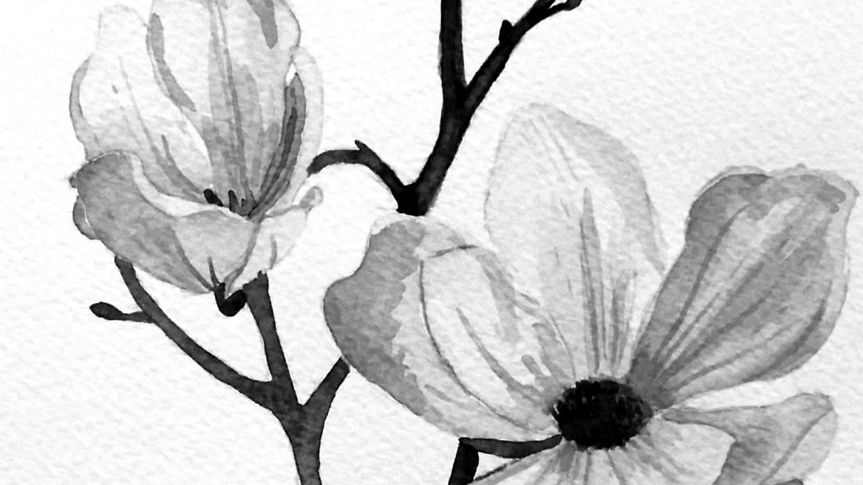 Magnolia flowers - student project