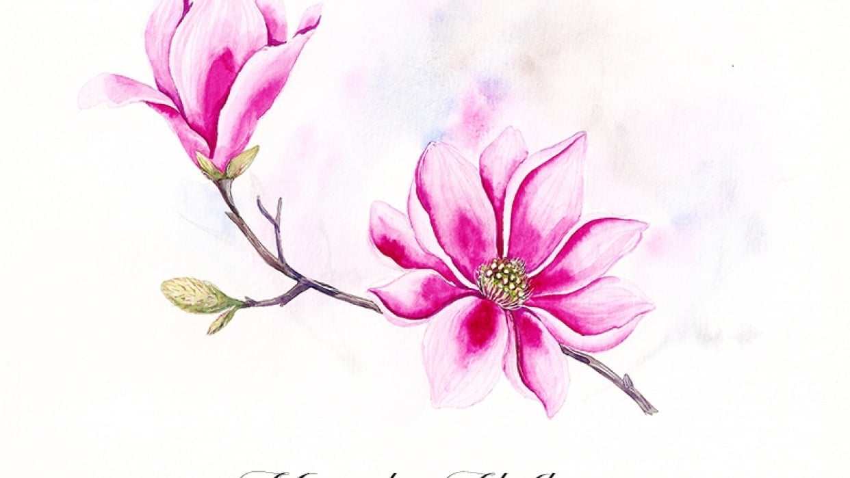 Magnolia watercolor illustration {sample project} - student project