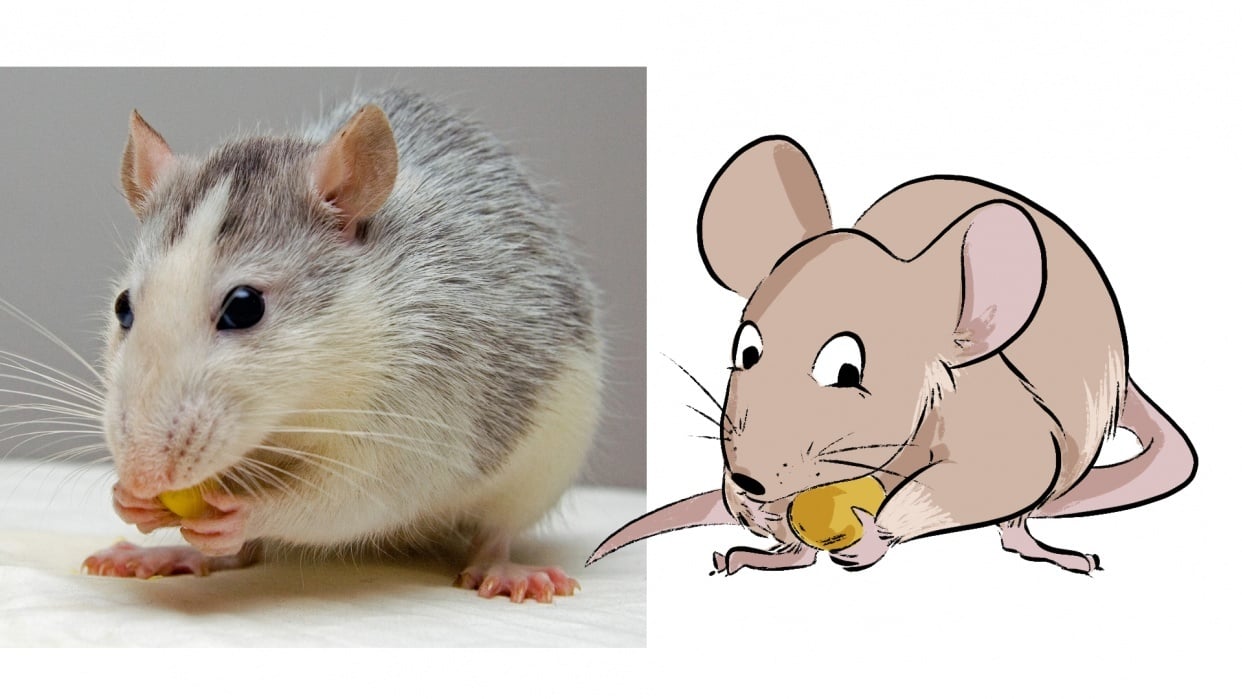 My Cuddly Eating Mouse / Pet Rat! - student project
