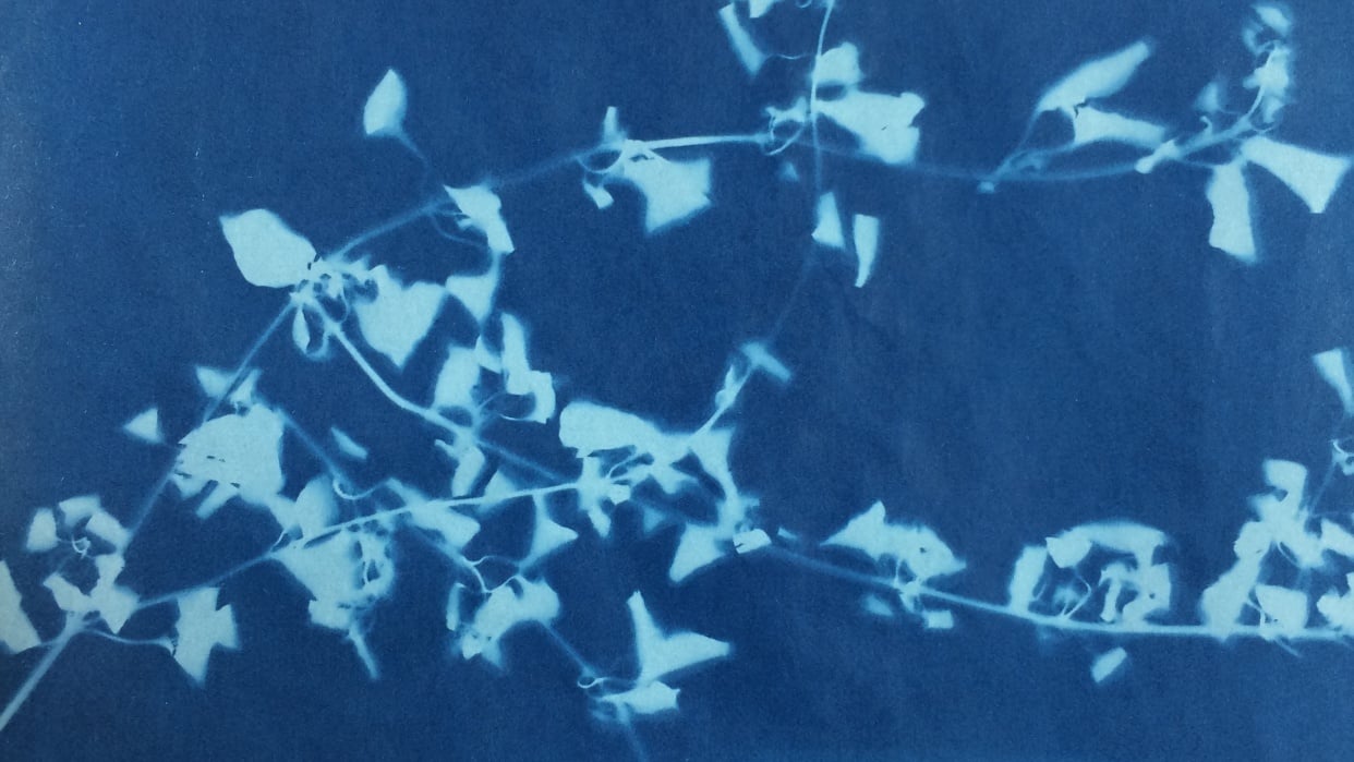 An easy cyanotype inside - student project
