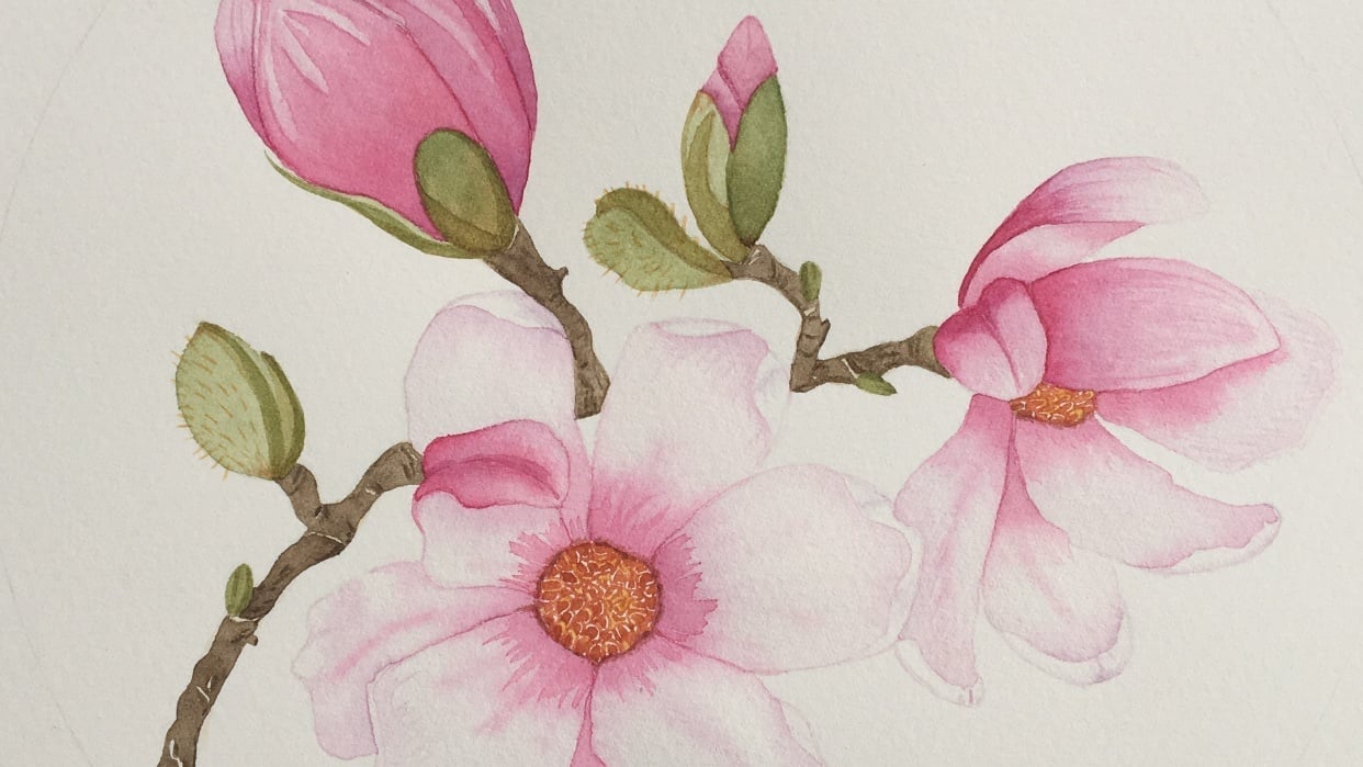 My Magnolia - student project