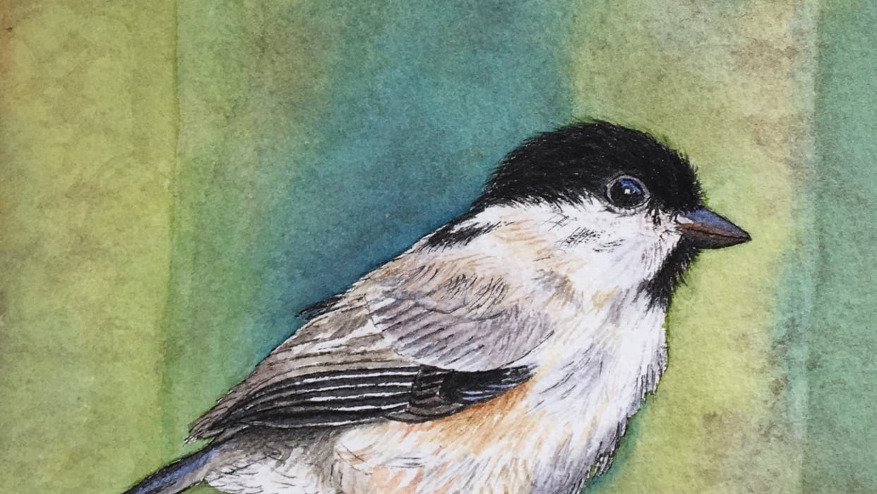 My Songbird - student project