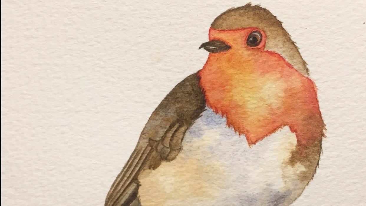 My first project robin skillshare student project