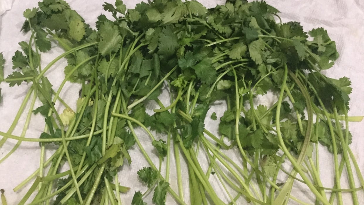 Cilantro | Skillshare Student Project