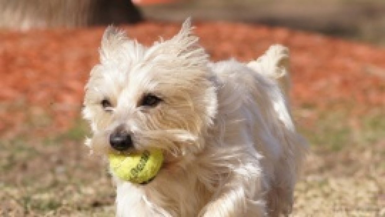 Throw me the ball! Skillshare Student Project