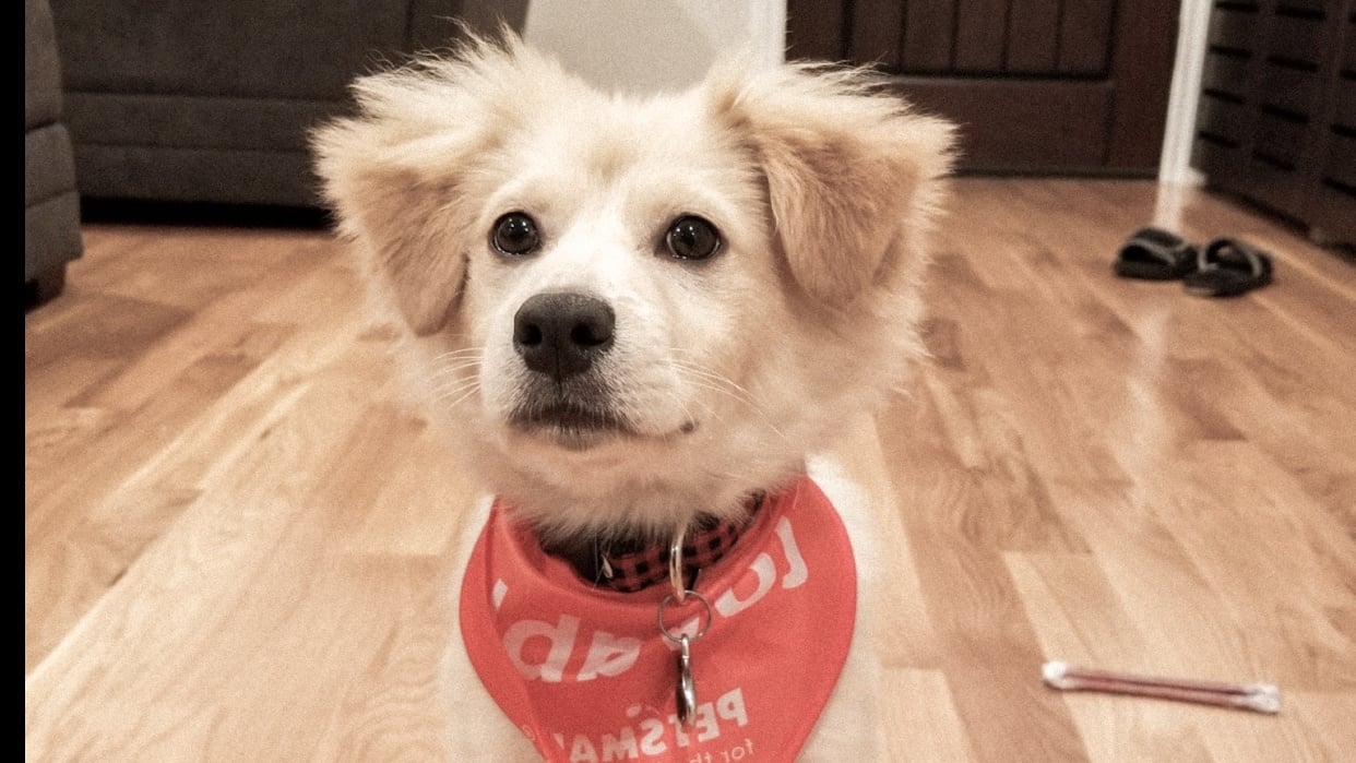 @bentley_tatertot - student project