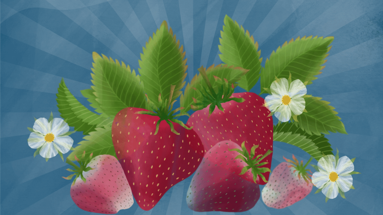 strawberry - student project