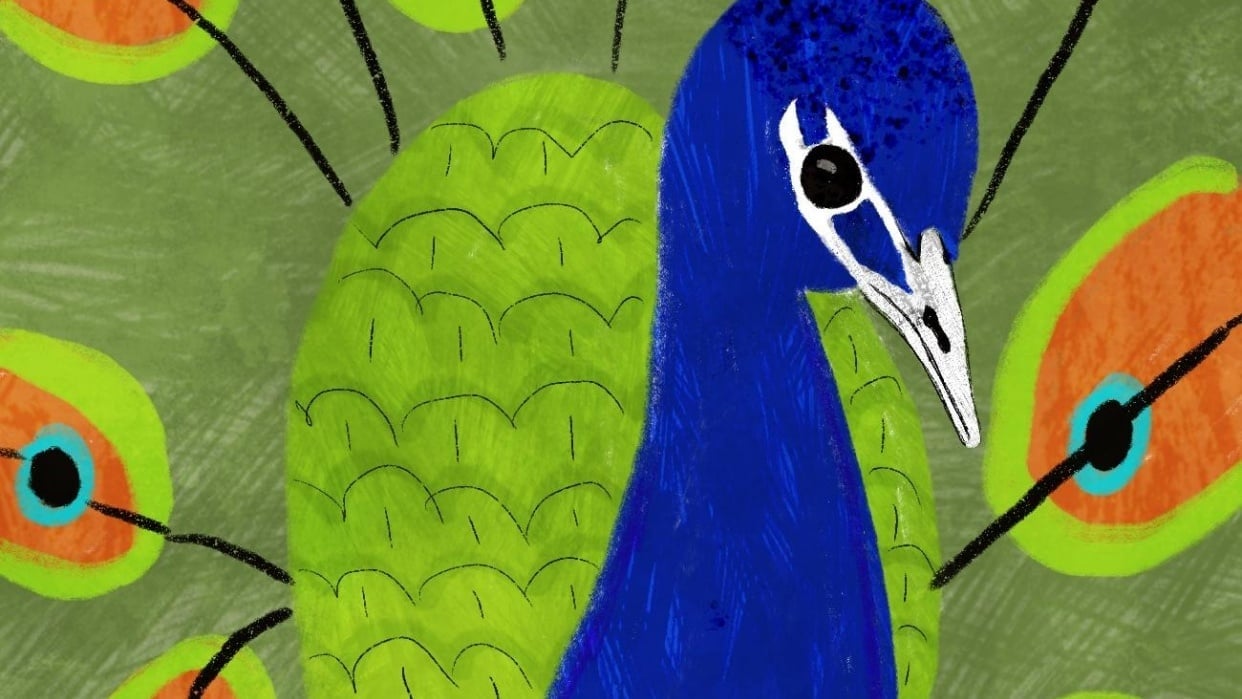 Peacock Skillshare Student Project