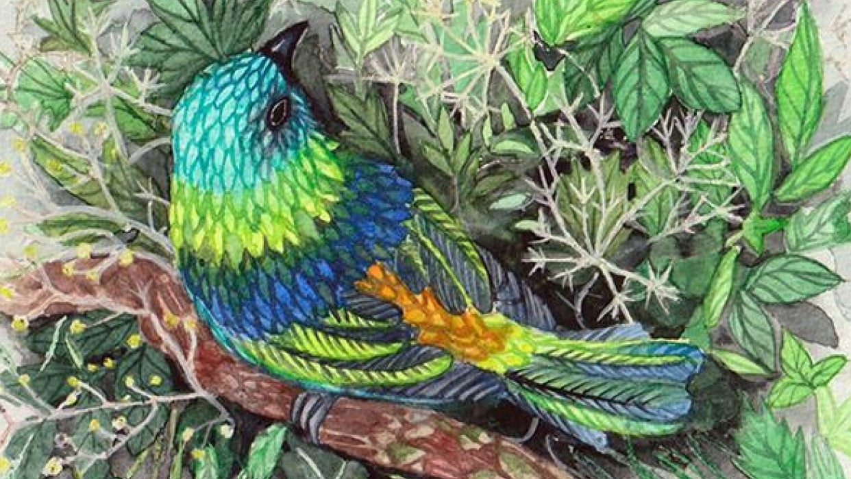 Oiseau bijou - student project