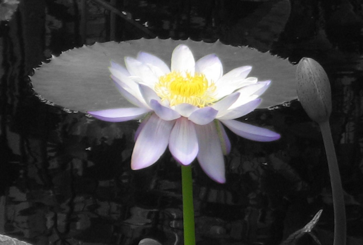 Waterlily - student project