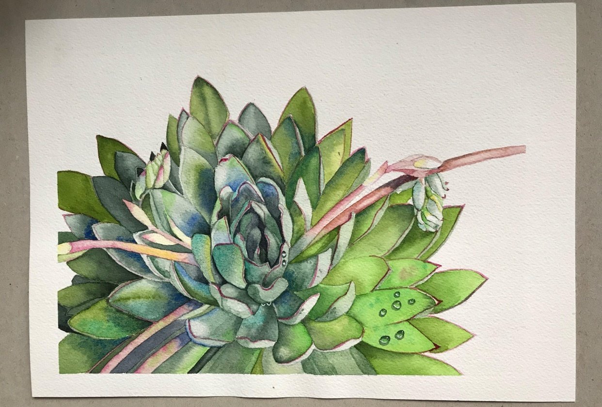Succulent - student project