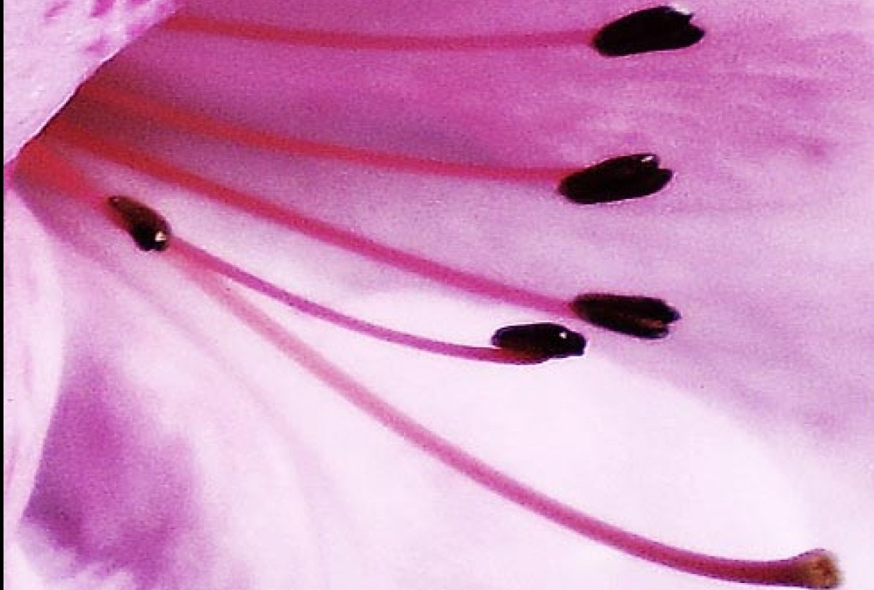 An Azalea: From Source File To Variations On A Theme! - student project